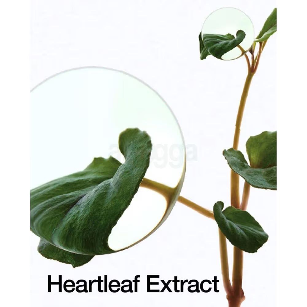 Anua Heartleaf 70+ Hyaluron Daily Lotion - 200ml | أنوا لوشن مرطب بنبات الهارتليف - 200 مل